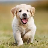 (Category: ) located in . Submitted by Labradorer (Listing ID 1386328968, Image 1). Description: .