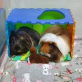 (Category: ) located in . Submitted by lilo_cmh (Listing ID 1374782779, Image 1). Description: .