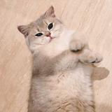 （分類：）位於 。 由 swswswswswswswsw 提交（商品編號 1330993877，圖片 1）。簡介： 。