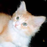(Category: ) located in . Submitted by farziziela (Listing ID 1455429153, Image 1). Description: .