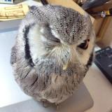 （分類：）位於 。 由 phoenix20588 提交（商品編號 1382679838，圖片 1）。簡介： 。