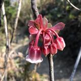 （分類：）位於 。 由 kxflower 提交（商品編號 1101809896，圖片 1）。簡介： 。