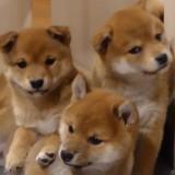 (Category: ) located in . Submitted by nanaweiii (Listing ID 1470623890, Image 1). Description: .
