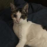 （分類：）位於 。 由 saimeow 提交（商品編號 1078414451，圖片 1）。簡介： 。