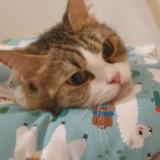 (Category: ) located in . Submitted by zalishariff (Listing ID 1360008829, Image 1). Description: .