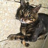 （分類：）位於 。 由 steveoooooo 提交（商品編號 1365633810，圖片 1）。簡介： 。