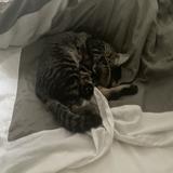 (Category: ) located in . Submitted by zooooook (Listing ID 1377858744, Image 1). Description: .