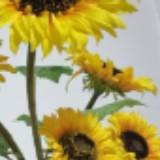 (Category: ) located in . Submitted by sunshop.pro (Listing ID 1354942106, Image 1). Description: .