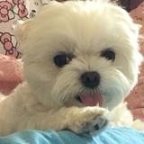 由 qoo_99 (刊登 ID 1379684061，圖片 1) 提交，位於 的 (類別：)，說明：。
