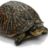 (Category: ) located in . Submitted by turtles22 (Listing ID 1367189494, Image 1). Description: .