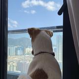 （分類：）位於 。 由 cchanbb 提交（商品編號 1384016939，圖片 1）。簡介： 。