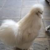 (Category: ) located in . Submitted by efco_mart (Listing ID 1011630543, Image 1). Description: .