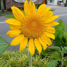 (Category: ) located in . Submitted by branded10 (Listing ID 1435525912, Image 1). Description: .