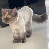 (Category: ) located in . Submitted by tiffany.nguyen.750546 (Listing ID 1448947890, Image 1). Description: .
