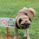 (Category: ) located in . Submitted by frankthepug (Listing ID 1383835624, Image 1). Description: .