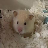 （分類：）位於 。 由 mcmanching 提交（商品編號 1159617665，圖片 1）。簡介： 。