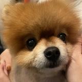 （分類：）位於 。 由 tohoyunjae 提交（商品編號 1116249749，圖片 1）。簡介： 。