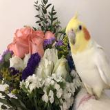 （分類：）位於 。 由 lollipopbunny 提交（商品編號 1383036549，圖片 1）。簡介： 。