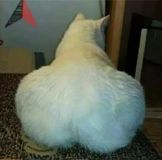 (Category: ) located in . Submitted by thicccats (Listing ID 1236338936, Image 1). Description: .