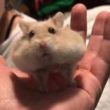 (Category: ) located in . Submitted by chiitanchiisai (Listing ID 1345255153, Image 1). Description: .