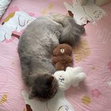 （分類：）位於 。 由 gimaneko 提交（商品編號 1383146887，圖片 1）。簡介： 。