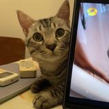 (Category: ) located in . Submitted by hiddencat (Listing ID 1383224622, Image 1). Description: .