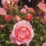(Category: ) located in . Submitted by springdance (Listing ID 1382713711, Image 1). Description: .