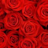 (Kategori: ) berada di . Dikirim oleh rose_prlvd (ID iklan 1320725405, Gambar 1). Deskripsi: .