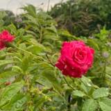 (Category: ) located in . Submitted by nnmm1 (Listing ID 1331169301, Image 1). Description: .