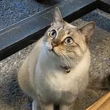 由 beebb818 (刊登 ID 1381801981，圖片 1) 提交，位於 的 (類別：)，說明：。
