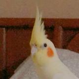 (Category: ) located in . Submitted by gabyapyap (Listing ID 1448460154, Image 1). Description: .