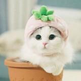 (Category: ) located in . Submitted by green.pineapple (Listing ID 1379489835, Image 1). Description: .