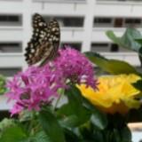 (Category: ) located in . Submitted by 2020ncy (Listing ID 1376128002, Image 1). Description: .