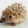 (Category: ) located in . Submitted by .hedgehog. (Listing ID 1357528668, Image 1). Description: .