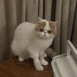 (分類:)位於 。 由 iamjustheretohavealook 提交(商品編號 1426907454,圖片 1)。簡介: 。