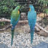 （分類：）位於 。 由 falaau 提交（商品編號 1333054043，圖片 1）。簡介： 。