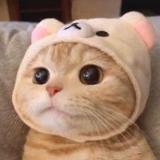 （分類：）位於 。 由 milkkteaaa 提交（商品編號 1366473861，圖片 1）。簡介： 。