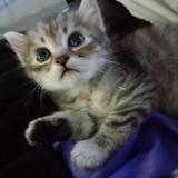 (Category: ) located in . Submitted by bharriss.com (Listing ID 1377850437, Image 1). Description: .