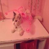 (Category: ) located in . Submitted by infiniteaa.shop (Listing ID 1332425317, Image 1). Description: .