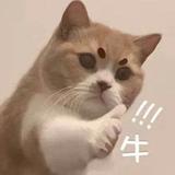由 popo072286 (刊登 ID 1379914779，圖片 1) 提交，位於 的 (類別：)，說明：。