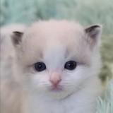 （分類：）位於 。 由 ragdollcatshop 提交（商品編號 1080735289，圖片 1）。簡介： 。