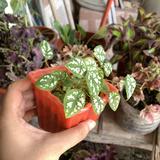 (Category: ) located in . Submitted by synergy2021 (Listing ID 1292498240, Image 1). Description: .