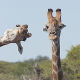 （分類：）位於 。 由 magirafe 提交（商品編號 1335924938，圖片 1）。簡介： 。