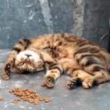 （分類：）位於 。 由 saltandpeppermix 提交（商品編號 1379090252，圖片 1）。簡介： 。