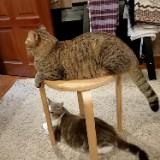 (Category: ) located in . Submitted by coolstone.5ddaf4 (Listing ID 1457679266, Image 1). Description: .