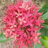 (Category: ) located in . Submitted by labellaixora (Listing ID 1377264420, Image 1). Description: .