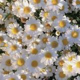 (Category: ) located in . Submitted by iaaaaamtc (Listing ID 1242044528, Image 1). Description: .