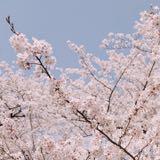 （分類：）位於 。 由 aw.april 提交（商品編號 1371133155，圖片 1）。簡介： 。