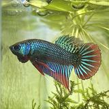 (Category: ) located in . Submitted by crimson_betta (Listing ID 1373994061, Image 1). Description: .