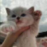 （分類：）位於 。 由 catchacat 提交（商品編號 1129563221，圖片 1）。簡介： 。